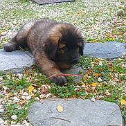 Meilka a rejoint le concours — aidez-le/la à gagner de superbes lots ! carnivoran, dog, dog_breed, dog_breed_group, dog_like_mammal, estrela_mountain_dog, grass, leonberger, puppy