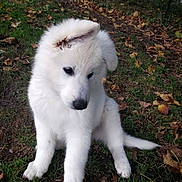 Uska a rejoint le concours — aidez-le/la à gagner de superbes lots ! puppy, dog, white, fluffy, grass, autumn, leaves, outdoor, pet, cute, young, animal, nature, sitting, fur, canine, playful, garden, adorable, curious