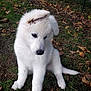 puppy, dog, white, fluffy, grass, autumn, leaves, outdoor, pet, cute, young, animal, nature, sitting, fur, canine, playful, garden, adorable, curious