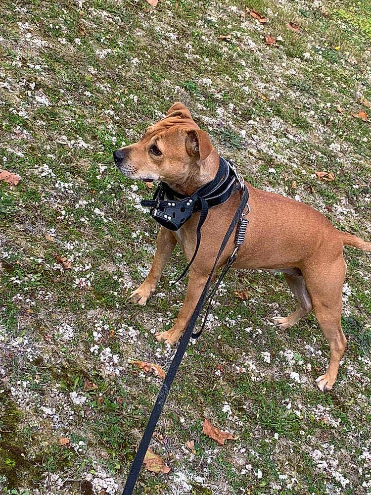 Maya a rejoint le concours — aidez-le/la à gagner de superbes lots ! canidae, carnivore, collar, companion_dog, dog, dog_breed, dog_collar, dog_supply, fawn, flower, grass, leash, liver, pet_supply, plant, sighthound, sporting_group, tail, terrestrial_animal, working_animal