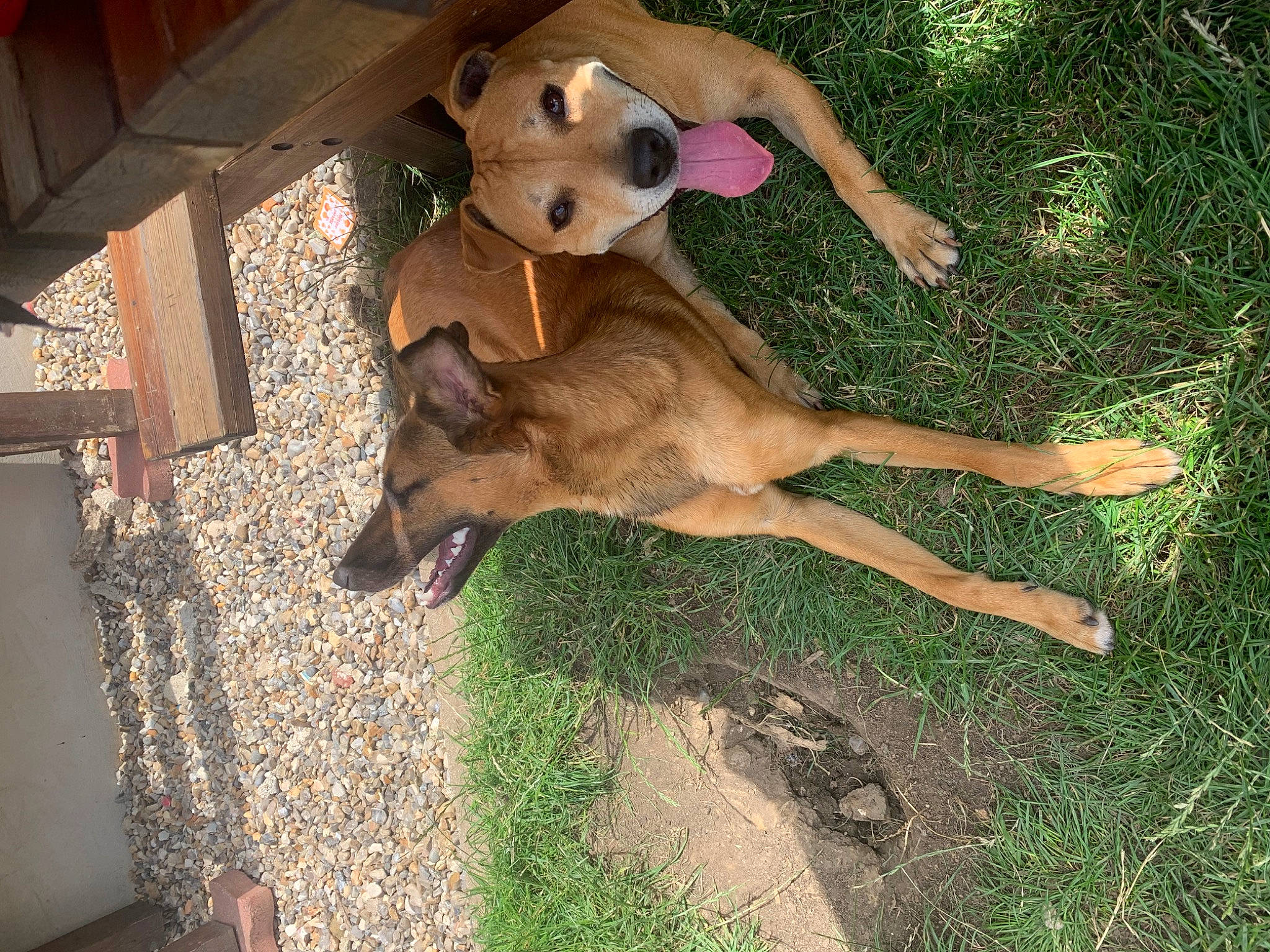 Maya participe au concours pour gagner de l'argent avec cette photo : canidae, carnivore, companion_dog, dog, dog_breed, dog_supply, fawn, flooring, fur, grass, hardwood, hat, paw, plant, snout, stuffed_toy, tail, terrestrial_animal, toy, wood