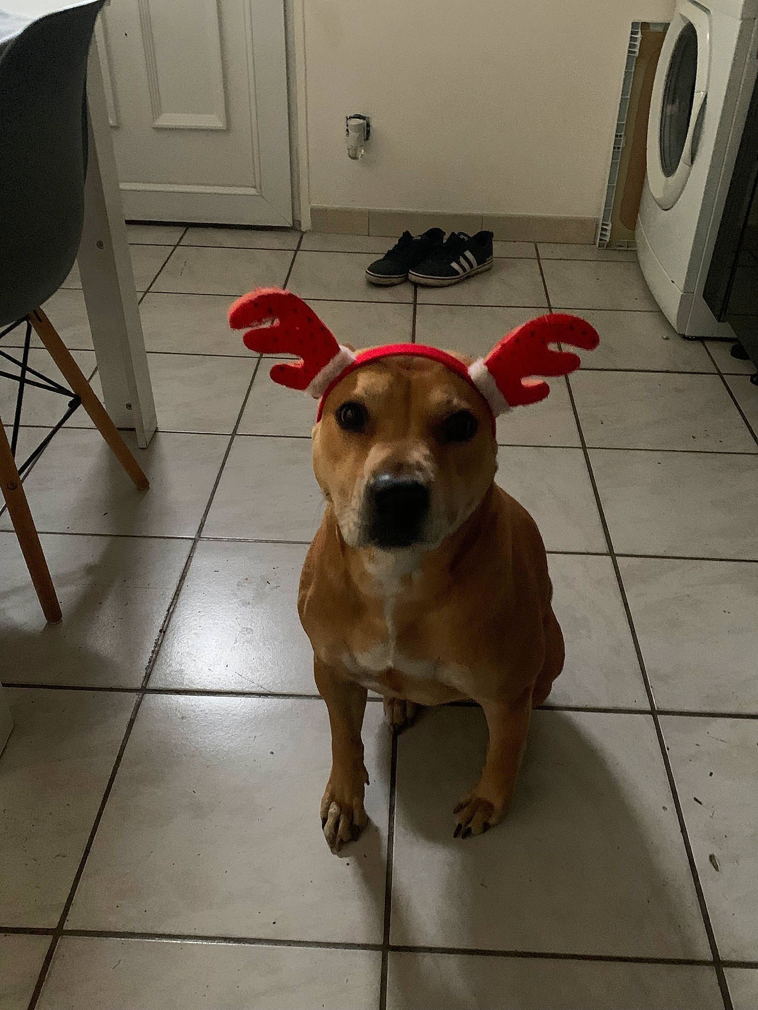 Maya a rejoint le concours — aidez-le/la à gagner de superbes lots ! carnivore, chair, collar, companion_dog, dog, dog_breed, dog_supply, fawn, floor, flooring, fur, hardwood, paw, pet_supply, snout, sporting_group, table, tail, wood, working_animal