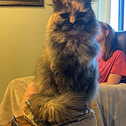 Gg joined the competition — help win amazing prizes! animal, cat, chair, cozy, curtains, cushion, family_photo, fluffy, furniture, glasses, home, indoor, person, pet, portrait, red_shirt, relaxing, shotgun_shell, side_table, wall_art