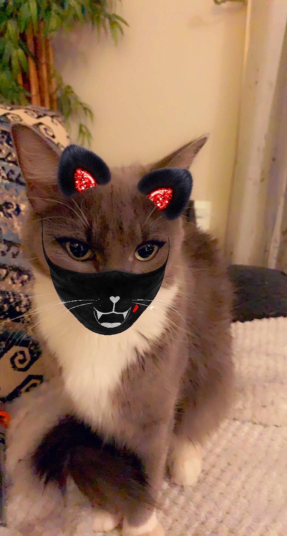 Laila is registered to the contest to win money with this photo: balinese, birman, black_cat, carnivore, cat, claw, domestic_short_haired_cat, fawn, felidae, flooring, fur, grey, paw, small_to_medium_sized_cats, snout, tail, thai, whiskers, wood