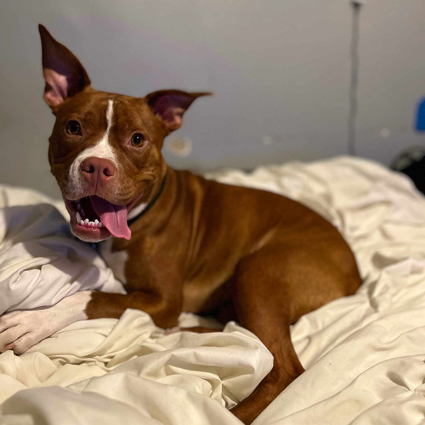 Luna is registered to the contest to win money with this photo: animal, bed, brown_dog, canine, closeup, companion, cute, dog, domestic, ears_up, friendly, fur, happy, indoor, pet, relaxed, resting, smiling, tongue_out, white_bedspread