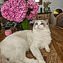 cat, blue_eyes, fluffy, white_fur, gray_fur, flower_vase, pink_flowers, red_flowers, wooden_table, woven_mat, indoor, cozy, decor, furniture, relaxed, animal, pet, closeup, home, still_life