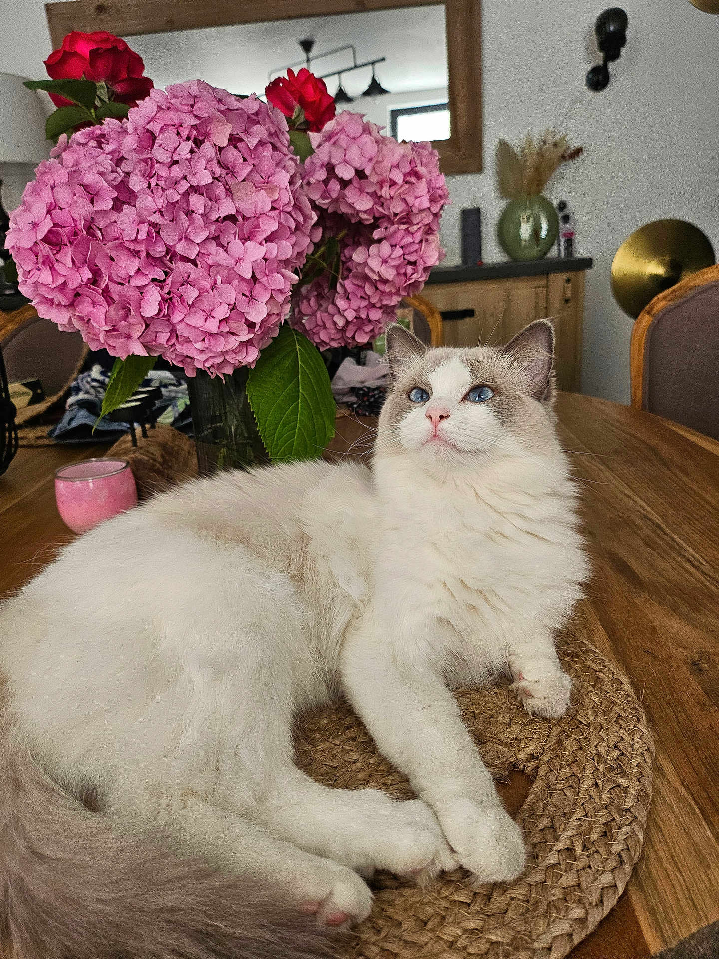 Zia a rejoint le concours — aidez-le/la à gagner de superbes lots ! cat, blue_eyes, fluffy, white_fur, gray_fur, flower_vase, pink_flowers, red_flowers, wooden_table, woven_mat, indoor, cozy, decor, furniture, relaxed, animal, pet, closeup, home, still_life