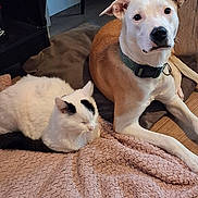 Saya Et Athéna a rejoint le concours — aidez-le/la à gagner de superbes lots ! cat, dog, indoor, blanket, floor, pet, resting, collar, tan, white, black_markings, wooden_floor, furniture, cozy, relaxed, animal, companion, household, friendship, domestic