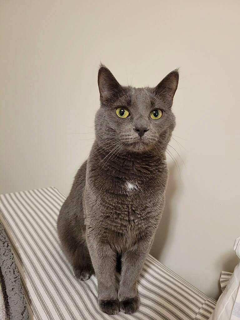 Nelly joined the competition — help win amazing prizes! art, carnivore, cat, domestic_short_haired_cat, felidae, grey, russian_blue, small_to_medium_sized_cats, snout, terrestrial_animal, whiskers