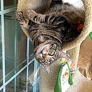 Chloe joined the competition — help win amazing prizes! cat, tabby, feline, green_eyes, pet, indoor, cat_tree, toy, relaxed, lying_down, whiskers, fur, portrait, cozy, window, paws, carpet, closeup, playful, looking_up