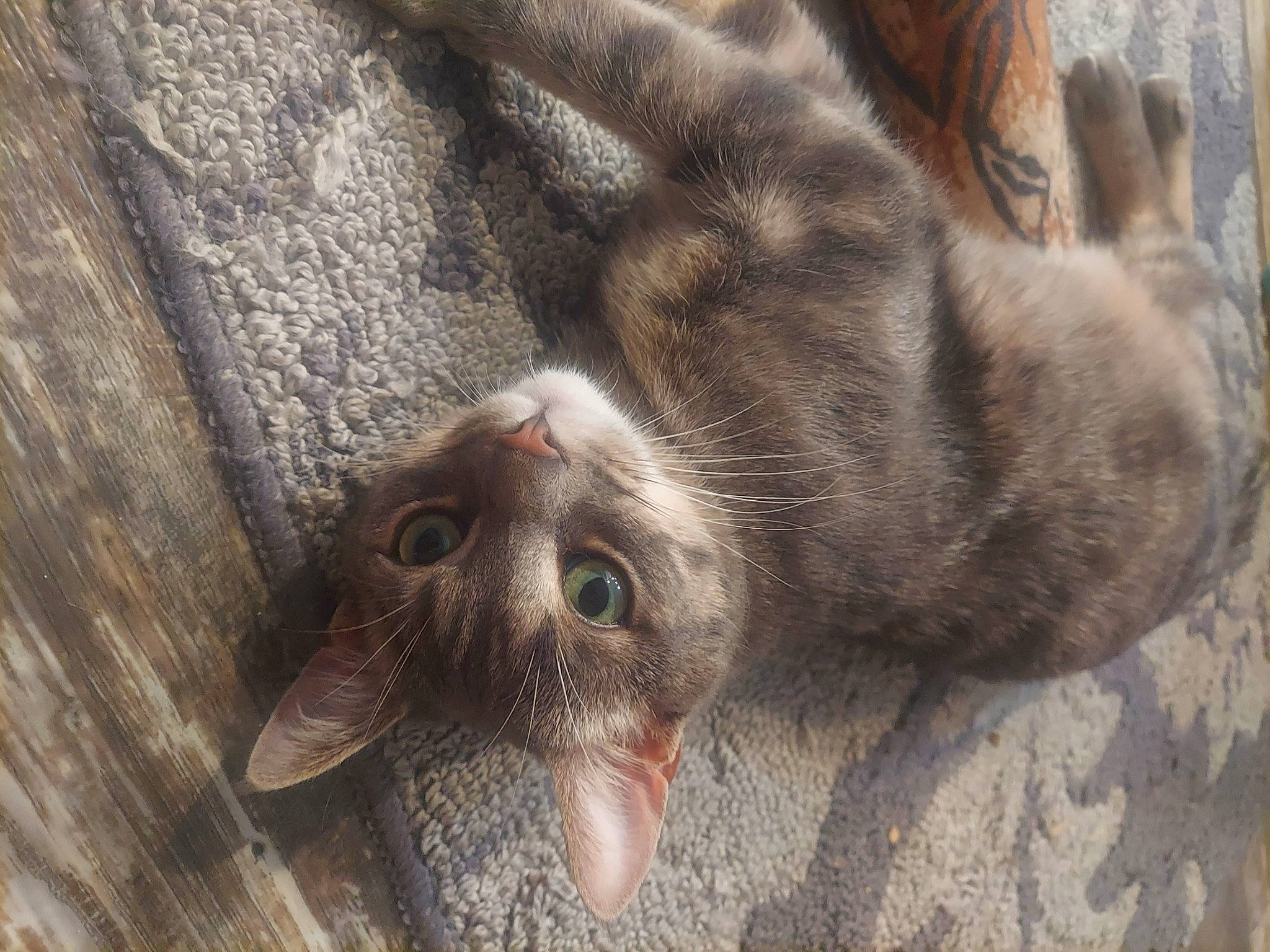 Bolero is registered to the contest to win money with this photo: carnivore, cat, claw, domestic_short_haired_cat, fawn, felidae, foot, fur, grey, hardwood, paw, plant, small_to_medium_sized_cats, snout, tail, terrestrial_animal, tree, whiskers, wildlife, wood