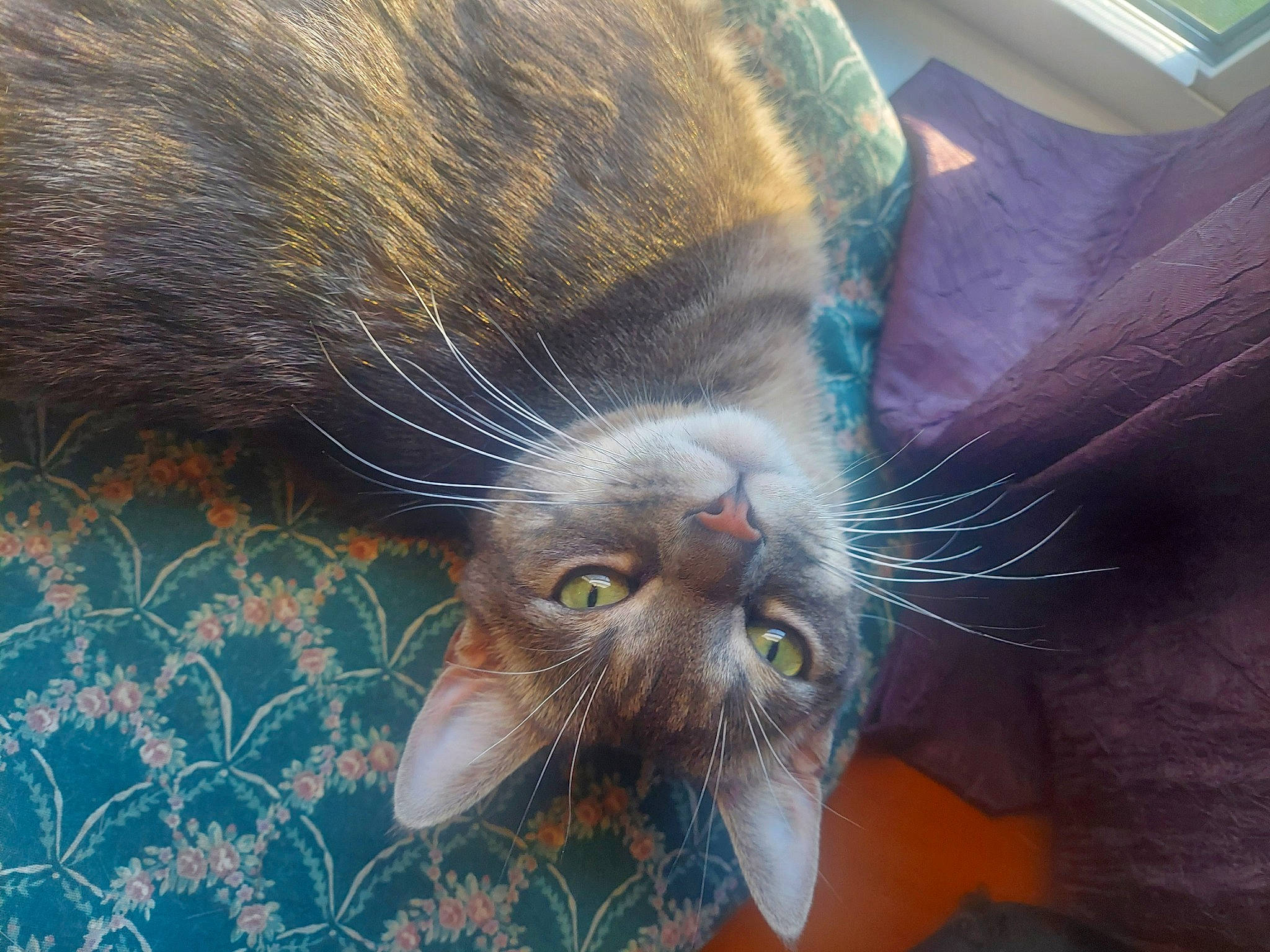 Bolero joined the competition — help win amazing prizes! carnivore, cat, claw, comfort, domestic_short_haired_cat, ear, eye, fawn, felidae, foot, fur, grass, nap, pattern, paw, plant, small_to_medium_sized_cats, snout, tail, whiskers