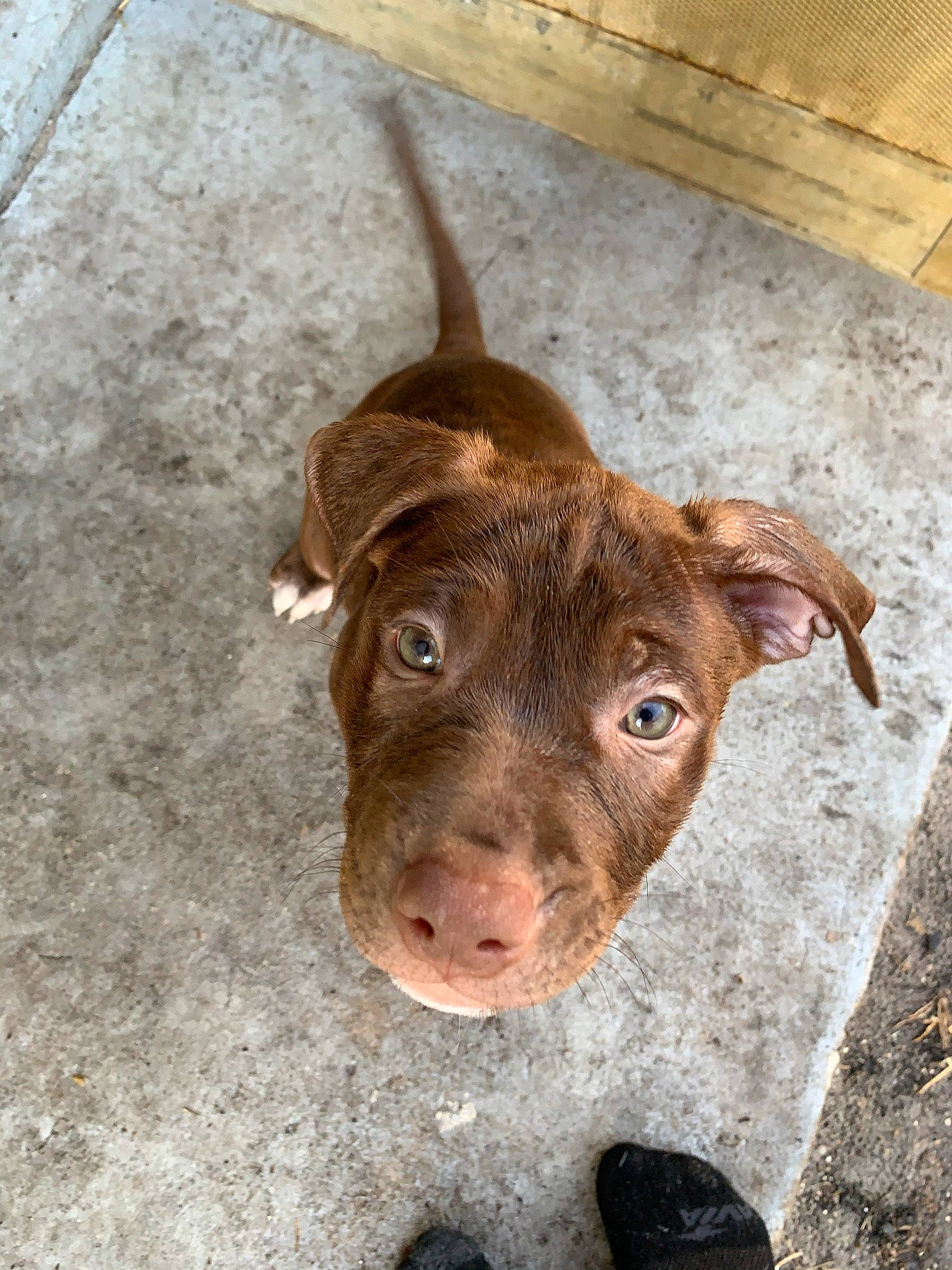 Crunchy joined the competition — help win amazing prizes! canidae, carnivore, companion_dog, dog, dog_breed, eye, fawn, fur, hardwood, hunting_dog, liver, snout, sporting_group, terrestrial_animal, whiskers, wood, working_animal, wrinkle