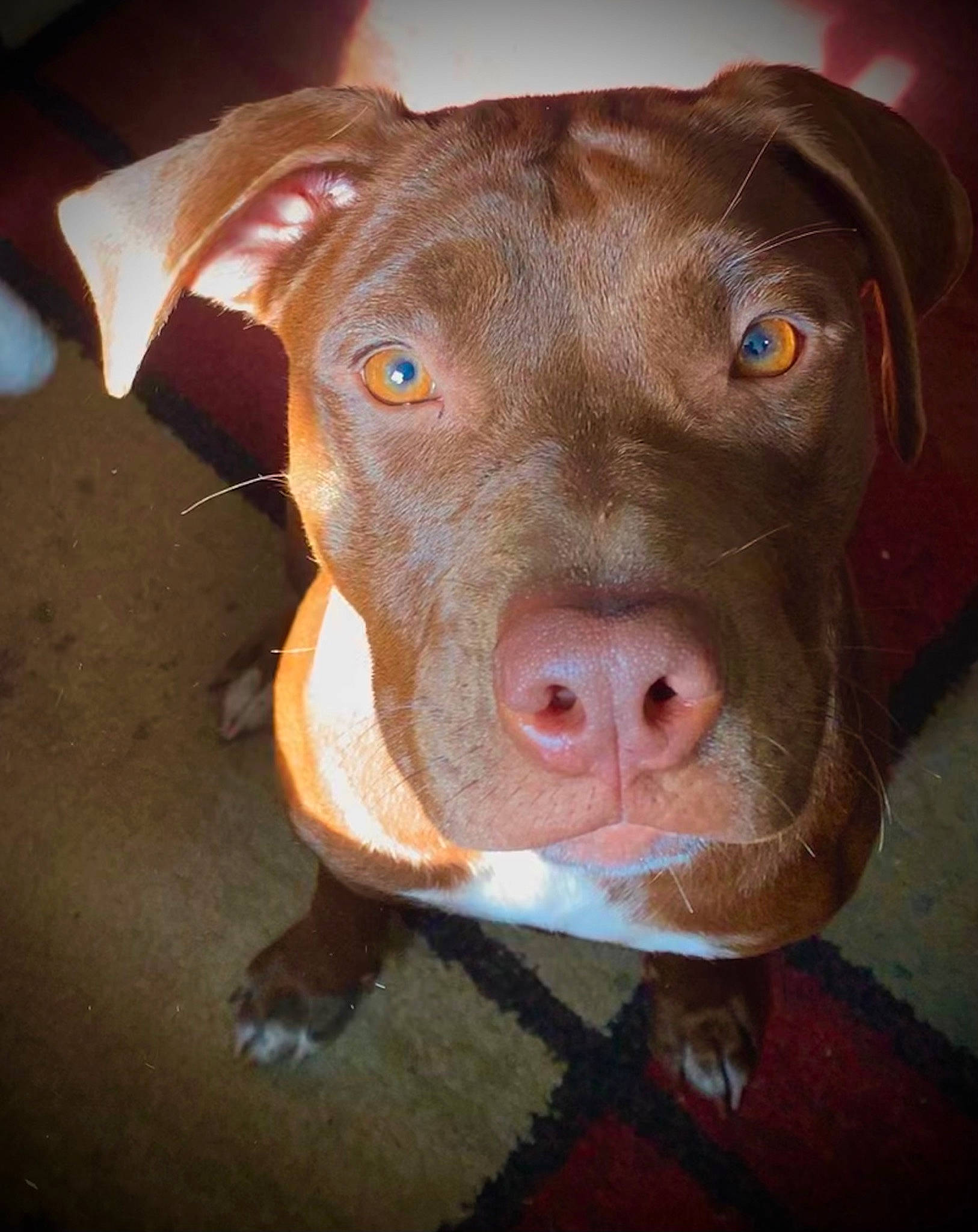 Crunchy is registered to the contest to win money with this photo: canidae, carnivore, companion_dog, cuisine, dog, dog_breed, dog_supply, fawn, fur, gun_dog, hunting_dog, labrador_retriever, liver, non_sporting_group, pet_supply, snout, sporting_group, terrestrial_animal, whiskers, working_animal