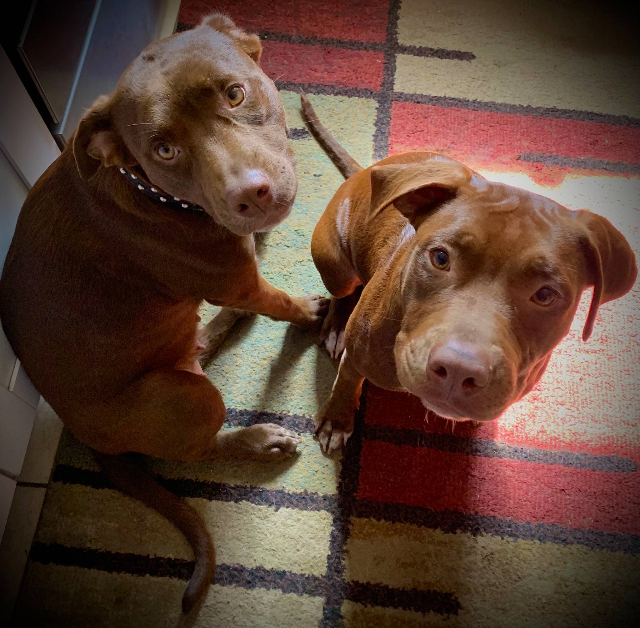 Crunchy is registered to the contest to win money with this photo: canidae, carnivore, companion_dog, dog, dog_breed, dog_supply, fawn, fur, gun_dog, hunting_dog, jaw, liver, pet_supply, snout, sporting_group, terrestrial_animal, whiskers, wood, working_animal