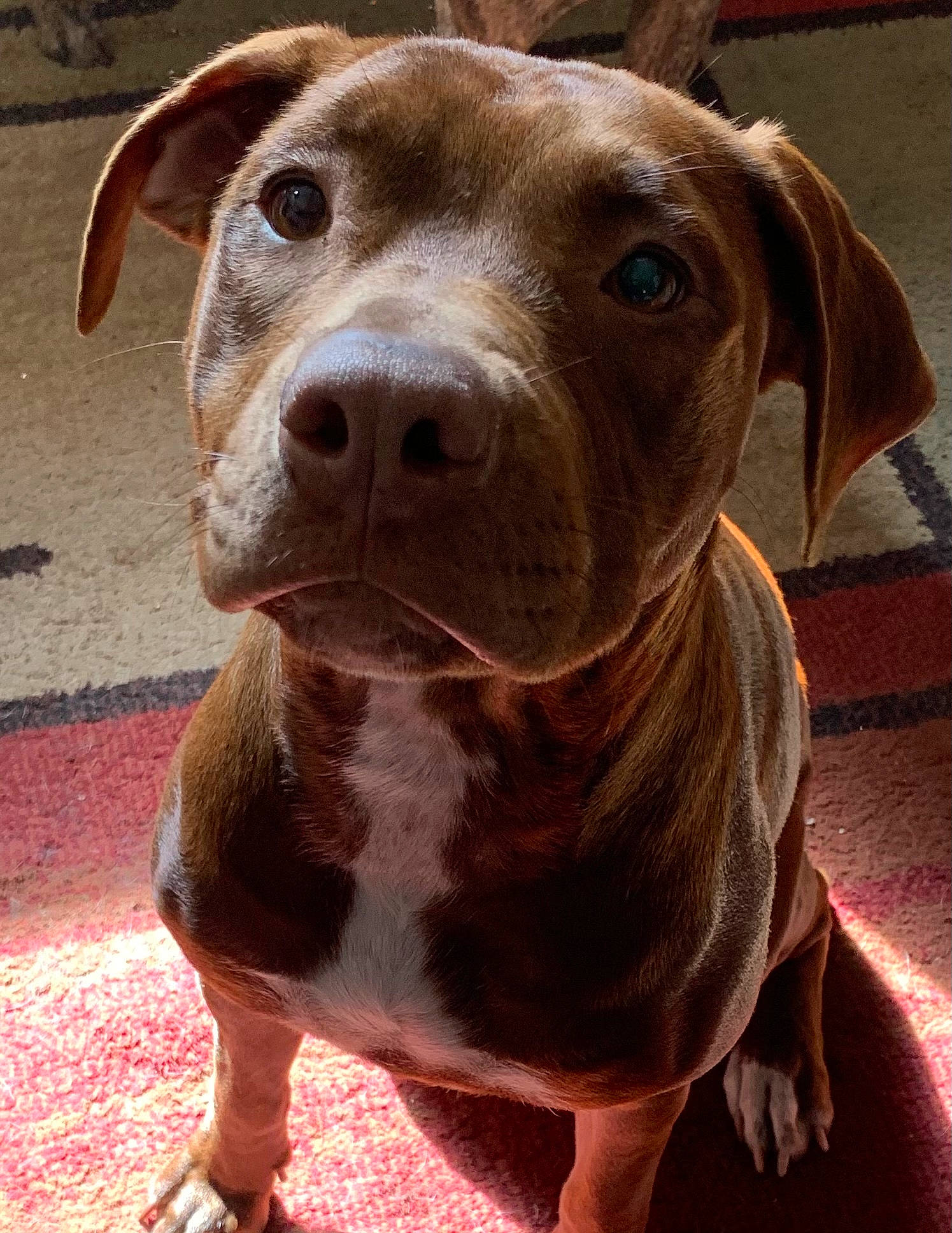 Crunchy is registered to the contest to win money with this photo: balance, canidae, carnivore, collar, companion_dog, dog, dog_breed, dog_collar, eye, fawn, fur, hunting_dog, liver, non_sporting_group, pet_supply, snout, sporting_group, terrestrial_animal, whiskers, working_animal