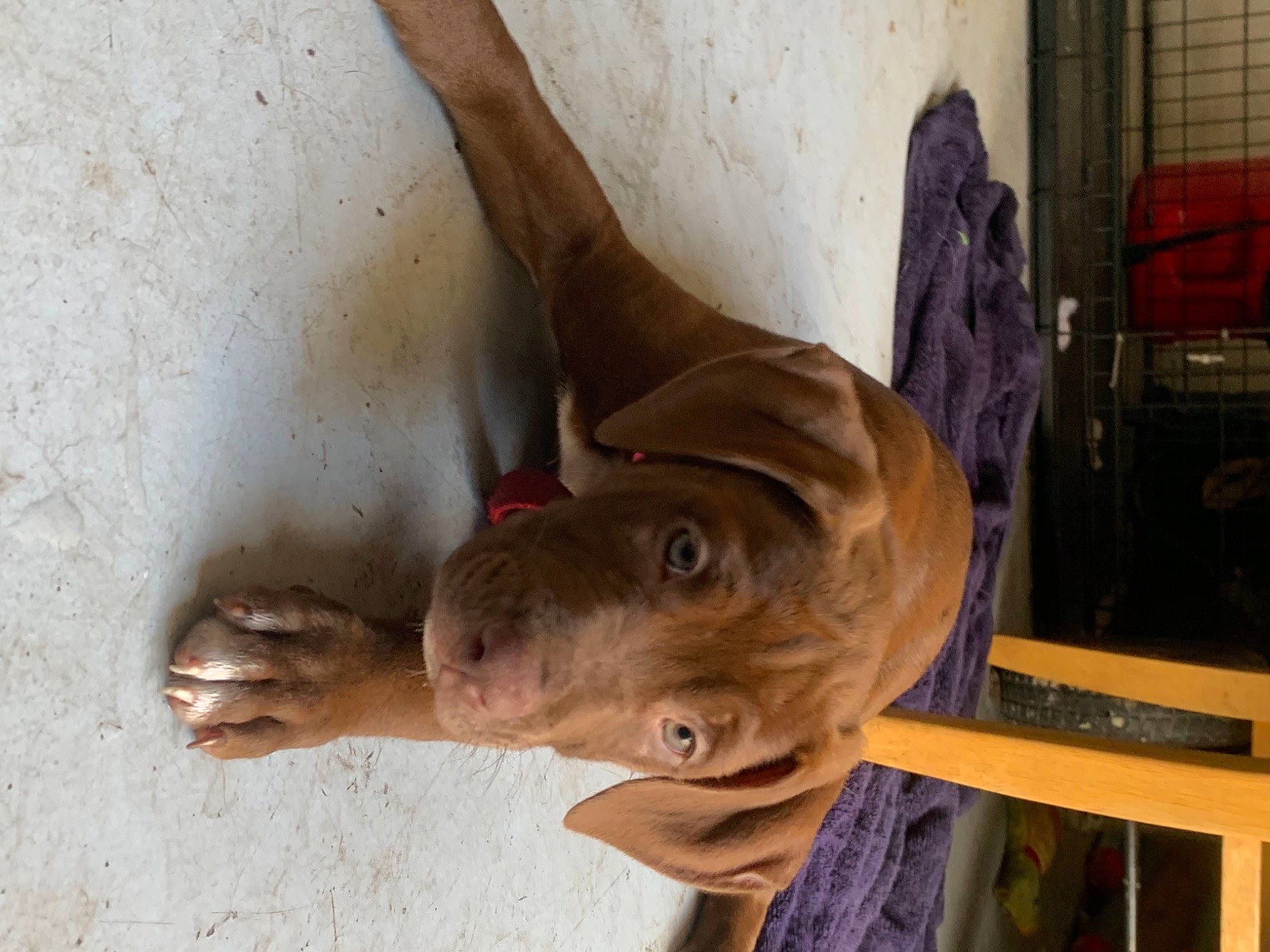 Crunchy is registered to the contest to win money with this photo: art, artifact, ear, eye, fawn, fish, flesh, jaw, liver, meat, natural_material, sculpture, snout, wood, working_animal, wrinkle