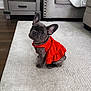 dog, french_bulldog, puppy, red_dress, pet, indoor, carpet, living_room, furniture, curious, small_dog, cute, animal, ears, sitting, domestic_animal, canine, household, young_dog, floor