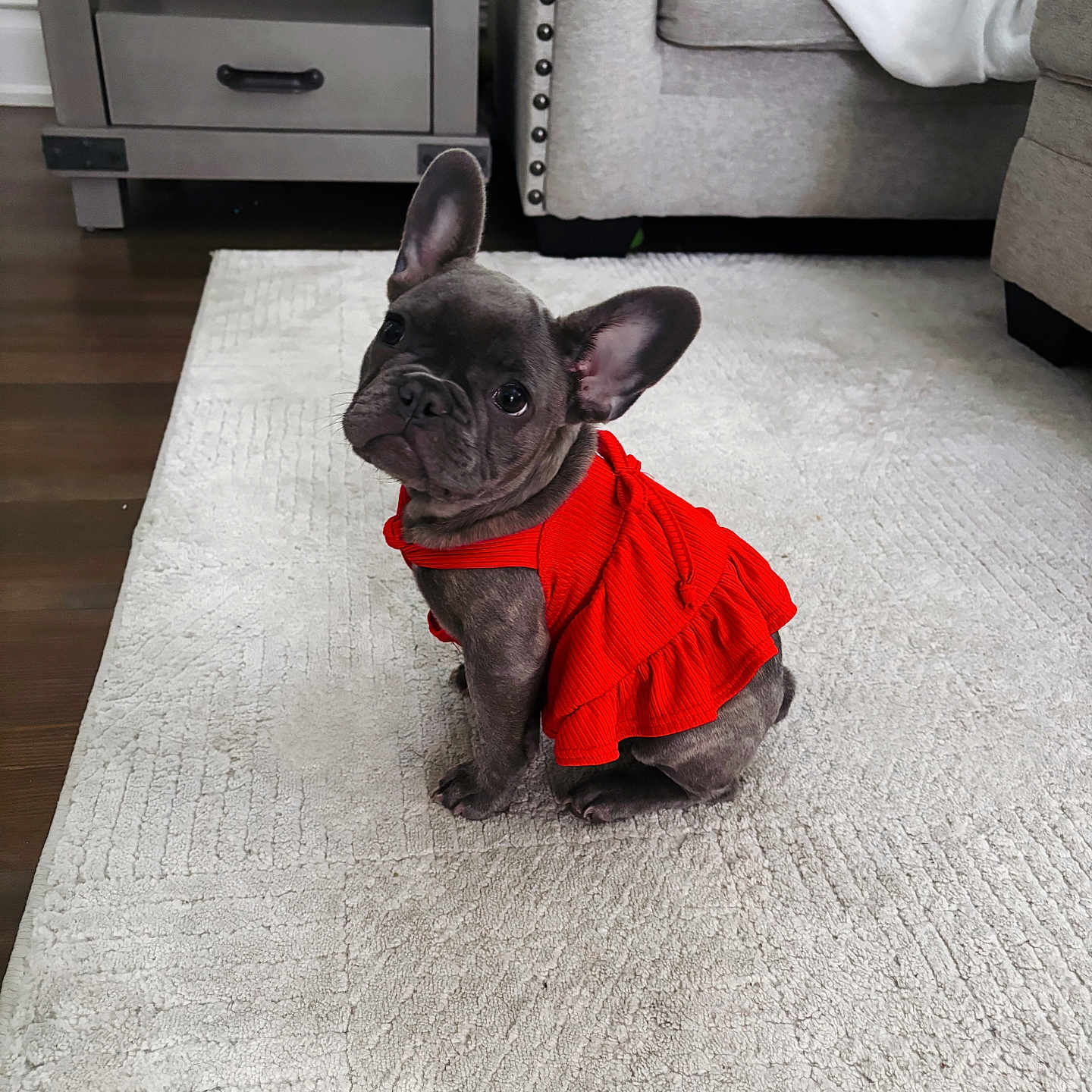 Chanel joined the competition — help win amazing prizes! animal, canine, carpet, curious, cute, dog, domestic_animal, ears, floor, french_bulldog, furniture, household, indoor, living_room, pet, puppy, red_dress, sitting, small_dog, young_dog