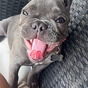 Chanel is registered to the contest to win money with this photo: dog, french_bulldog, tongue_out, happy, pet, animal, canine, close_up, smiling, chair, woven_furniture, domestic_animal, cute, playful, outdoor, paw, collar, tongue, nose, ears