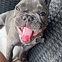 dog, french_bulldog, tongue_out, happy, pet, animal, canine, close_up, smiling, chair, woven_furniture, domestic_animal, cute, playful, outdoor, paw, collar, tongue, nose, ears