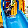dog, puppy, french_bulldog, playground, slide, blue_slide, yellow_play_structure, outdoor, pet, animal, cute, young_dog, play, fun, daylight, park, collar, curious, standing, adventure