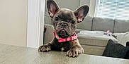 Chanel joined the competition — help win amazing prizes! dog, puppy, french_bulldog, pink_collar, ears, table, wooden_surface, living_room, sofa, window_blinds, curious, pet, indoor, home, cute, animal, domestic, fur, small, looking