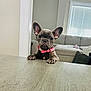 dog, puppy, french_bulldog, pink_collar, ears, table, wooden_surface, living_room, sofa, window_blinds, curious, pet, indoor, home, cute, animal, domestic, fur, small, looking