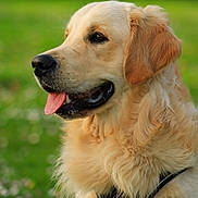 Aston participe au concours pour gagner de l'argent avec cette photo : dog, golden_retriever, pet, canine, portrait, side_profile, tongue_out, fur, fluffy, muzzle, ear, harness, outdoors, grass, green_background, close_up, happy, attentive, whiskers, summer