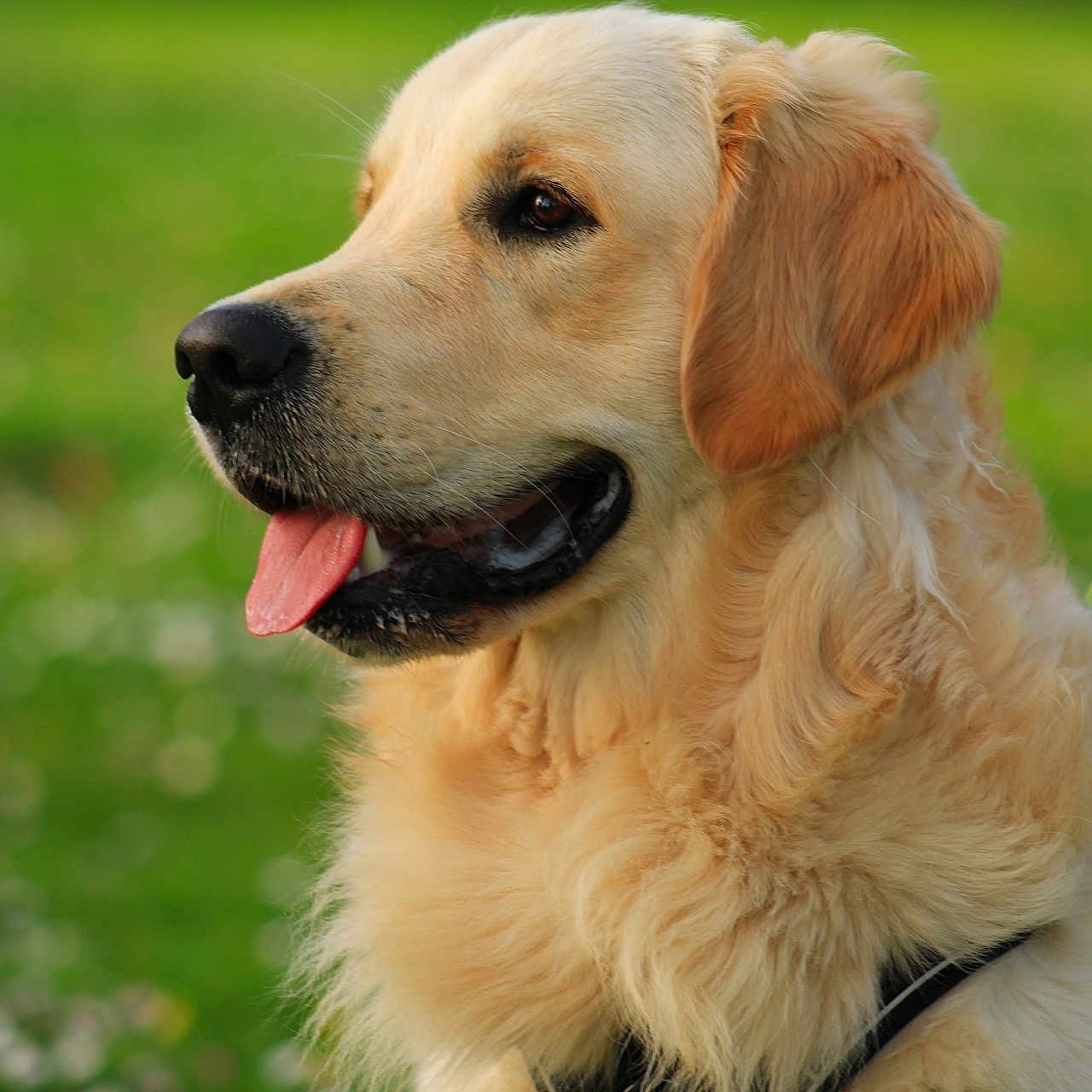 Aston participe au concours pour gagner de l'argent avec cette photo : attentive, canine, close_up, dog, ear, fluffy, fur, golden_retriever, grass, green_background, happy, harness, muzzle, outdoors, pet, portrait, side_profile, summer, tongue_out, whiskers