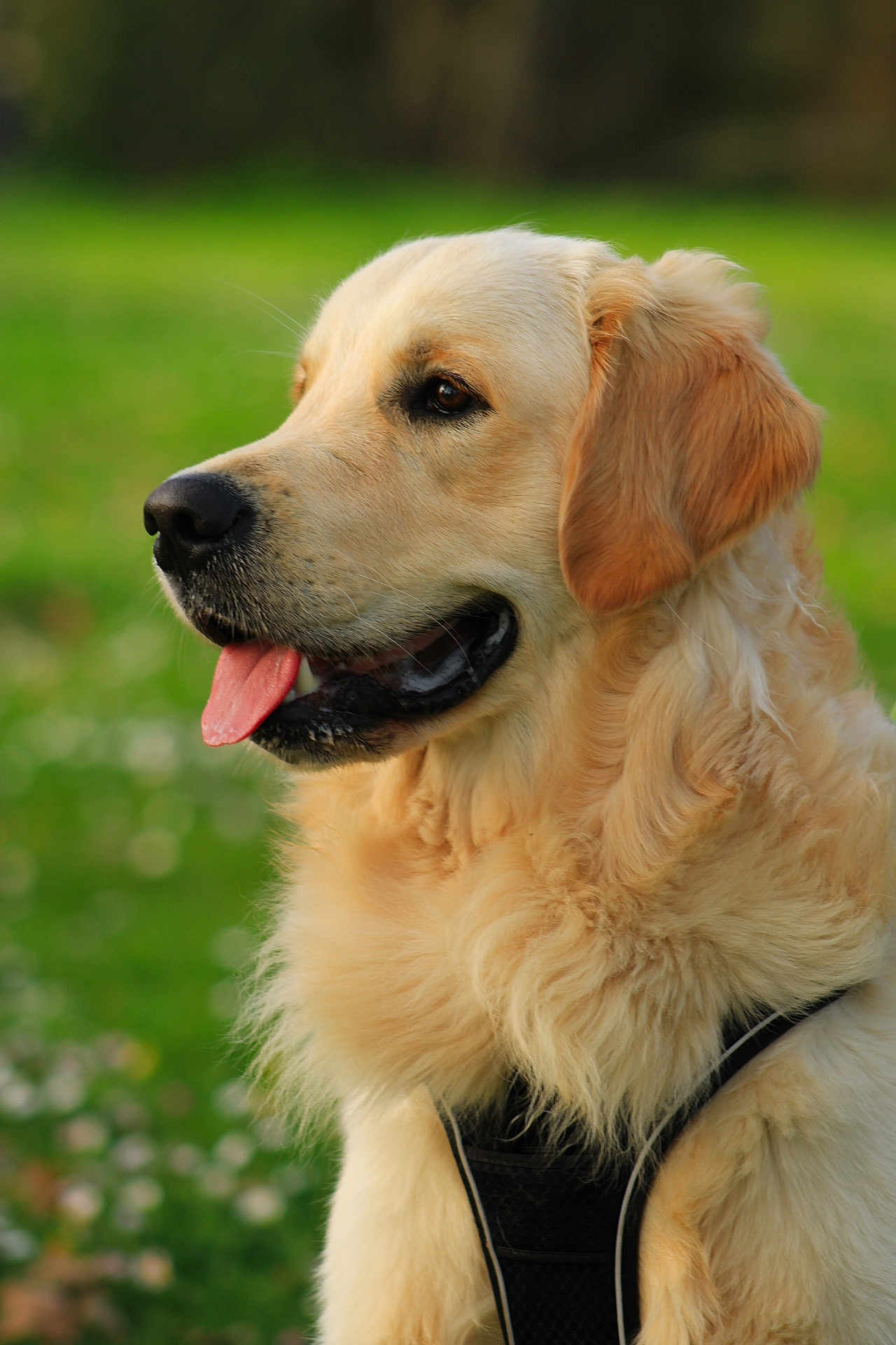 Aston participe au concours pour gagner de l'argent avec cette photo : dog, golden_retriever, pet, canine, portrait, side_profile, tongue_out, fur, fluffy, muzzle, ear, harness, outdoors, grass, green_background, close_up, happy, attentive, whiskers, summer