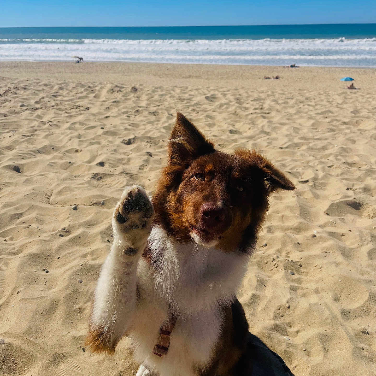 Bloom a rejoint le concours — aidez-le/la à gagner de superbes lots ! dog, beach, sand, ocean, waves, sky, outdoor, animal, pet, brown_fur, white_fur, fluffy, sitting, paw, waving, portrait, sunny, shoreline, coast, playful