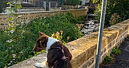 Bloom a rejoint le concours — aidez-le/la à gagner de superbes lots ! dog, brown_and_white_dog, harness, leash, outdoor, walk, stone_wall, stone_houses, stream, creek, water, village, trees, greenery, sunlight, cloudy_sky, road, bridge, scenic, landscape