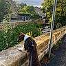 dog, brown_and_white_dog, harness, leash, outdoor, walk, stone_wall, stone_houses, stream, creek, water, village, trees, greenery, sunlight, cloudy_sky, road, bridge, scenic, landscape