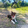 dog, puppy, fluffy, brown_and_white, sitting, outdoors, forest, woodland, trail, grass, trees, pine_trees, nature, sunlight, sandy_ground, tongue_out, happy, portrait, animal, pet