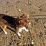 Bloom a rejoint le concours — aidez-le/la à gagner de superbes lots ! dog, beach, shoreline, sand, pebbles, seashells, leash, brown_fur, white_fur, long_hair, floppy_ears, outdoors, sunlight, seaside, walking, pet, animal, wet_sand, coast, closeup