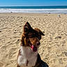 Bloom a rejoint le concours — aidez-le/la à gagner de superbes lots ! dog, beach, ocean, sand, waves, seaside, outdoor, summer, blue_sky, fluffy, long_hair, tongue_out, sitting, pet, animal, shoreline, sunny, coast, relaxed, portrait