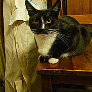 Oreo joined the competition — help win amazing prizes! animal, bag, cat, chair, cozy, domestic_animal, feline, floor, fur, household, indoor, looking_at_camera, pet, quiet, sitting, tuxedo_cat, whiskers, wooden_chair, wooden_wall, yellow_eyes