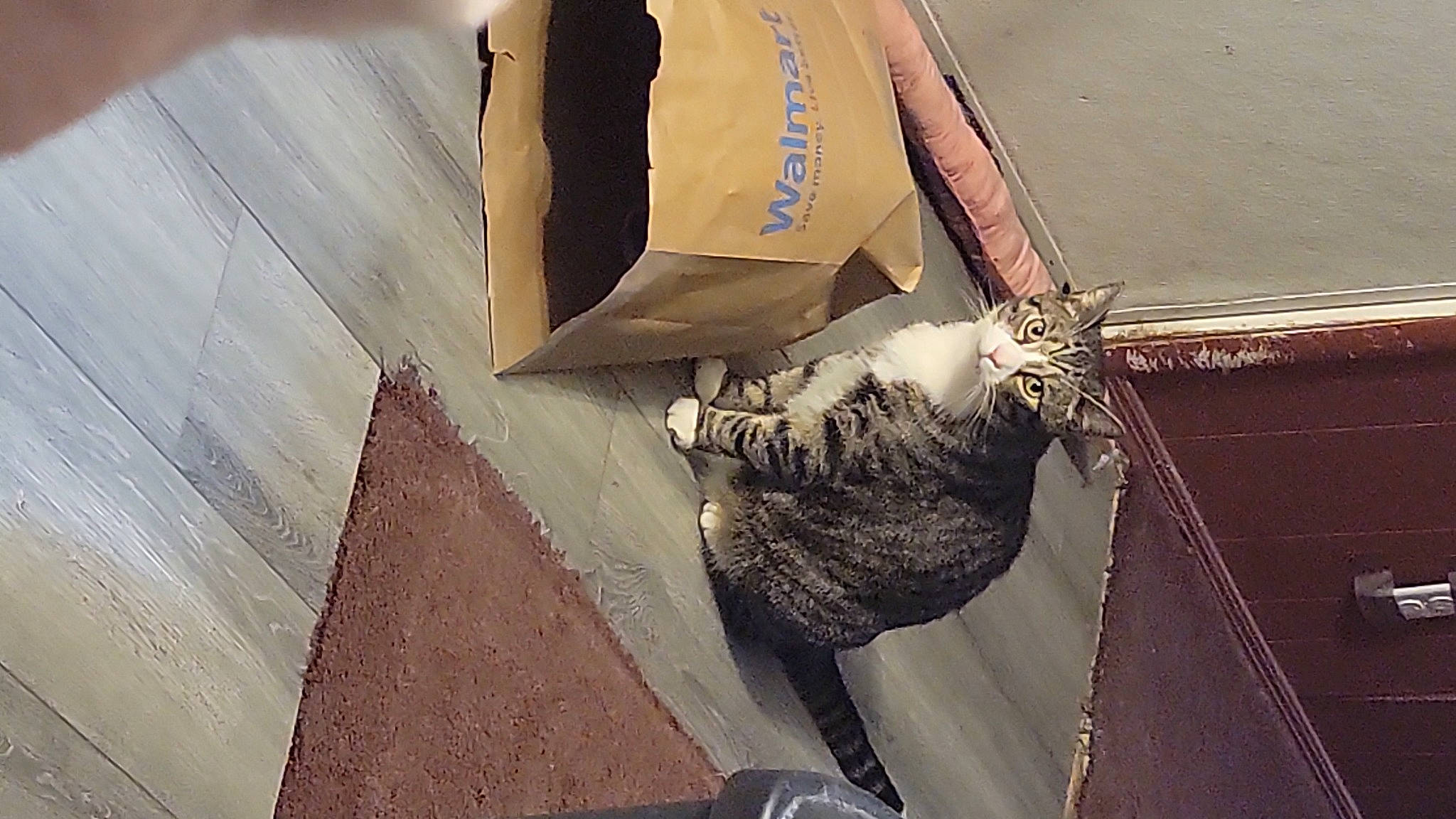 Benito joined the competition — help win amazing prizes! art, carnivore, cat, domestic_short_haired_cat, felidae, flooring, fur, hardwood, house, room, shadow, small_to_medium_sized_cats, tail, tints_and_shades, tree, visual_arts, whiskers, window, wing, wood