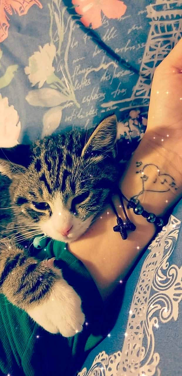 Benito joined the competition — help win amazing prizes! carnivore, cat, chest, cloud, domestic_short_haired_cat, electric_blue, felidae, fur, gesture, human_leg, nail, paw, sky, small_to_medium_sized_cats, snout, tail, temporary_tattoo, trunk, whiskers, wrist