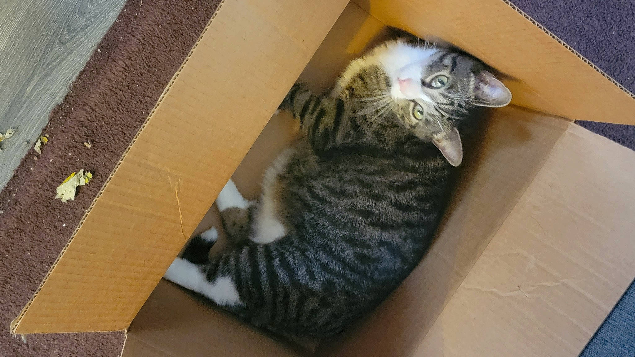 Benito is registered to the contest to win money with this photo: carnivore, cat, claw, comfort, domestic_short_haired_cat, felidae, fur, grey, hardwood, paw, small_to_medium_sized_cats, snout, tail, whiskers, wood