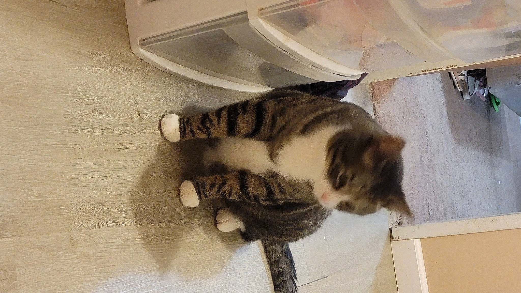 Benito is registered to the contest to win money with this photo: carnivore, cat, claw, comfort, domestic_short_haired_cat, felidae, floor, flooring, fur, hardwood, home_appliance, paw, room, small_to_medium_sized_cats, tail, terrestrial_animal, whiskers, wood, wood_flooring