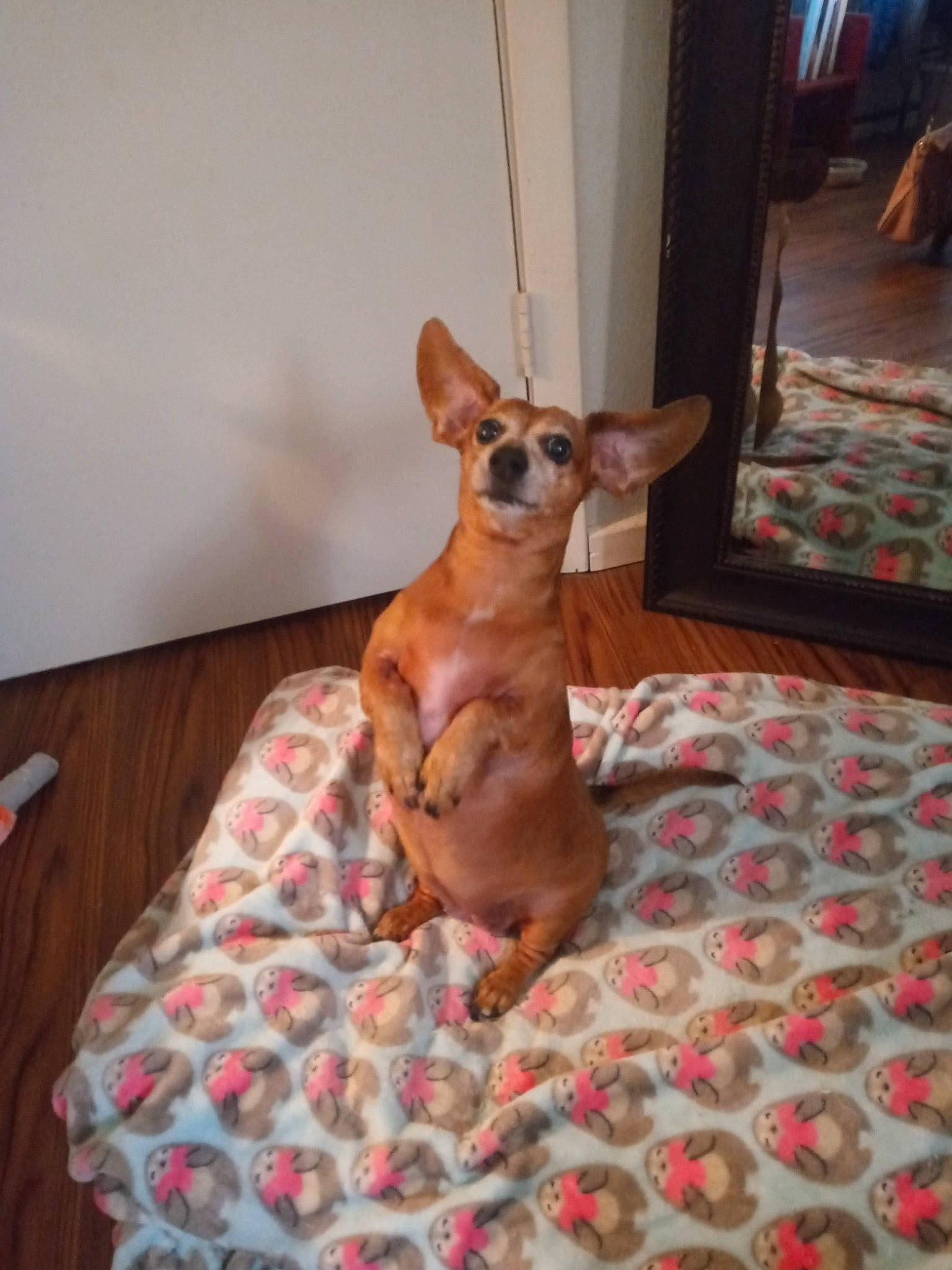 Khlo Khlo Chanel is registered to the contest to win money with this photo: canidae, carnivore, chihuahua, comfort, companion_dog, dog, dog_breed, dog_supply, fawn, flooring, hardwood, linens, liver, room, sporting_group, tail, toy_dog, whiskers, wood, working_animal