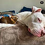 Milo is registered to the contest to win money with this photo: dog, guinea_pig, bed, blanket, resting, animal, pet, cute, furry, snuggling, sleepy, indoor, cozy, white_dog, brown_guinea_pig, soft_texture, companion, friendship, relaxing, domestic
