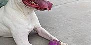 Milo is registered to the contest to win money with this photo: dog, white_dog, tongue_out, happy, pet, ball, purple_ball, muddy, outdoor, concrete, paws, playful, animal, canine, fence, yard, resting, closeup, panting, summer