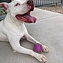 dog, white_dog, tongue_out, happy, pet, ball, purple_ball, muddy, outdoor, concrete, paws, playful, animal, canine, fence, yard, resting, closeup, panting, summer