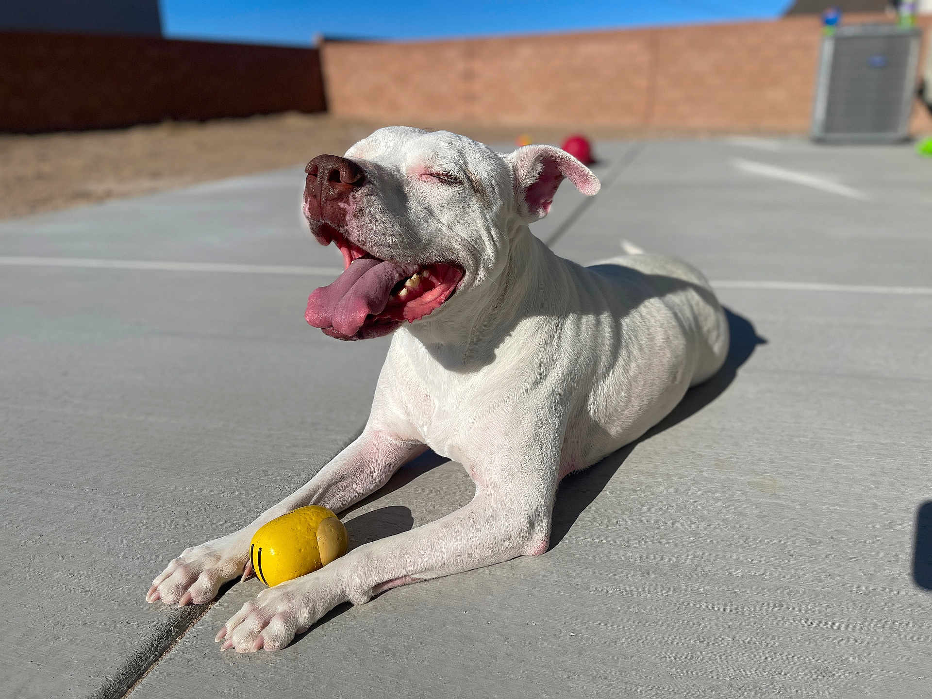Milo joined the competition — help win amazing prizes! dog, white_dog, tongue_out, happy, playful, toy, yellow_toy, sunlight, outdoor, concrete, paw, pet, animal, canine, smiling, daytime, shadow, ears, nose, relaxed