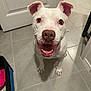 Milo is registered to the contest to win money with this photo: dog, white_dog, happy, smiling, pet, indoor, tile_floor, ears, nose, mouth_open, brown_eyes, looking_up, animal, canine, floor, door, household, domestic, companion, cute