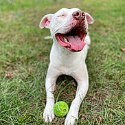 Milo is registered to the contest to win money with this photo: dog, white_dog, happy, tongue_out, tennis_ball, grass, outdoor, pet, playful, canine, close_up, smiling, sunny, animal, nature, paw, joyful, relaxed, summer, tongue