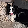 animal, black_and_white, border_collie, couch, cozy, cute, dog, ears, fur, home, indoor, mammal, nose, pet, pillow, relaxed, resting, sofa, tail, tongue_out